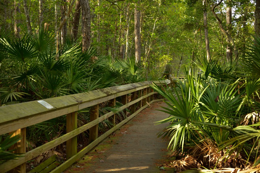 Boardwalk with trees and plants along the path and in background