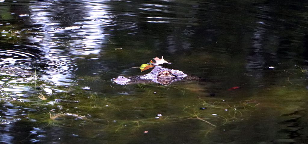 Alligator in Swamp<br>