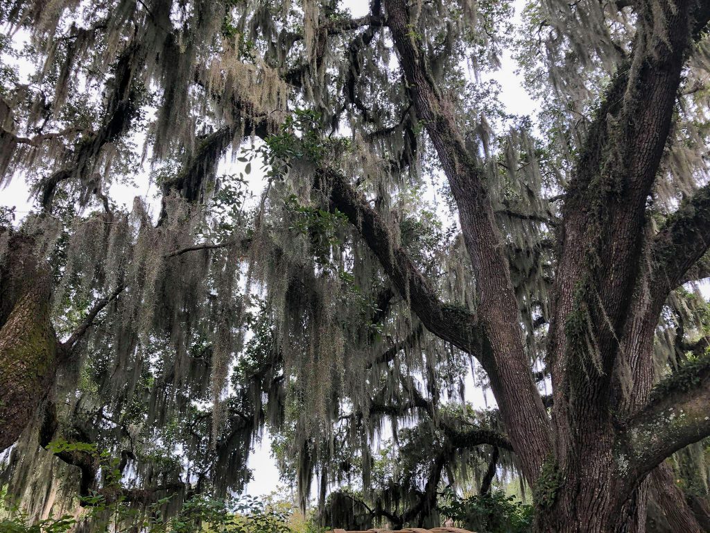 Spanish Moss Trees